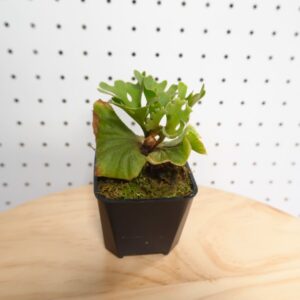 ビカクシダ リドレイ ドワーフ シルバー 小株 HR-1