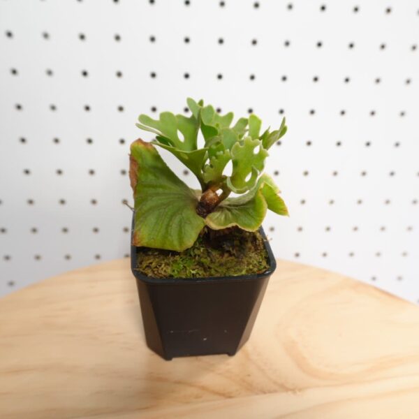 ビカクシダ リドレイ ドワーフ シルバー 小株 HR-1