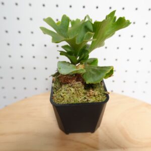 ビカクシダ リドレイ ドワーフ シルバー 小株 HR-2