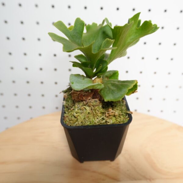 ビカクシダ リドレイ ドワーフ シルバー 小株 HR-2