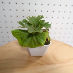 ビカクシダ リドレイ ドワーフ シルバー 小株 HR-3