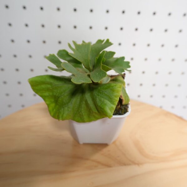 ビカクシダ リドレイ ドワーフ シルバー 小株 HR-3