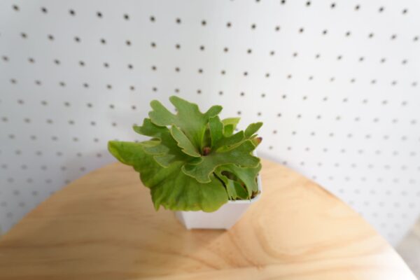 ビカクシダ リドレイ ドワーフ シルバー 小株 HR-4 – ab-d PLANTS