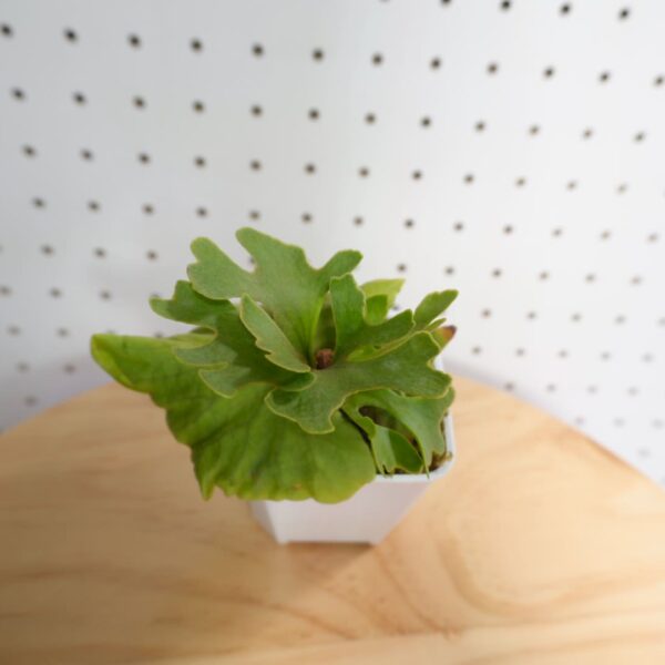 ビカクシダ リドレイ ドワーフ シルバー 小株 HR-4