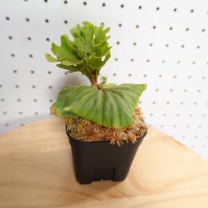 ビカクシダ リドレイ ドワーフ シルバー 小株 HR-5