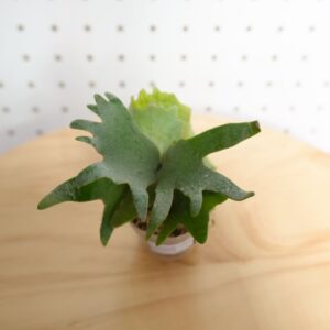 ビカクシダ OMG ウィリンキー系 人気種 板付 HO-1