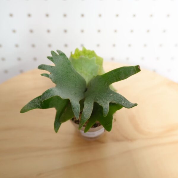 ビカクシダ OMG ウィリンキー系 人気種 板付 HO-1