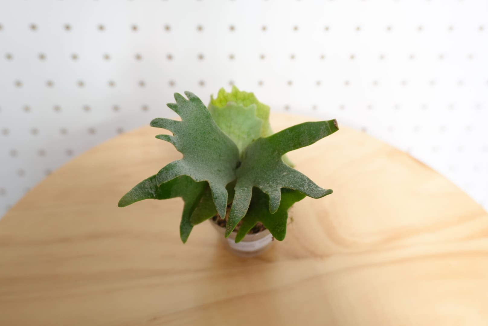 ビカクシダ OMG ウィリンキー系 人気種 板付 HO-1