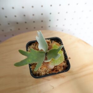 ビカクシダ OMG ウィリンキー系 人気種 板付 HO-2