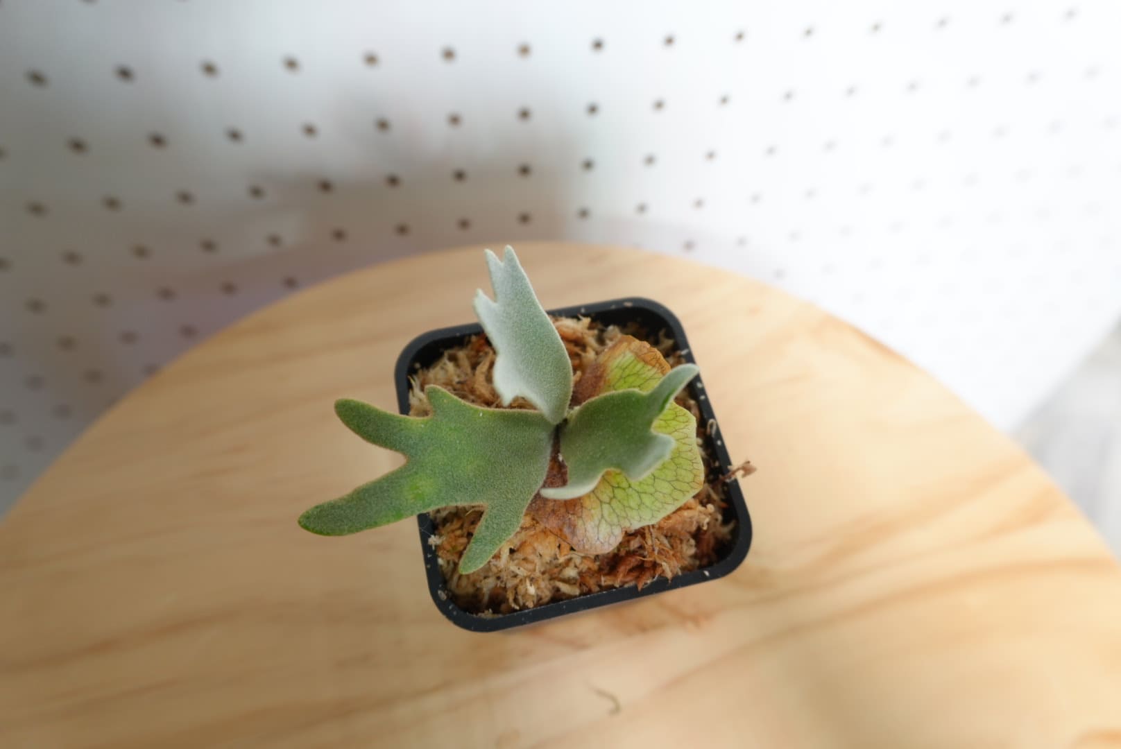 ビカクシダ OMG ウィリンキー系 人気種 板付 HO-2