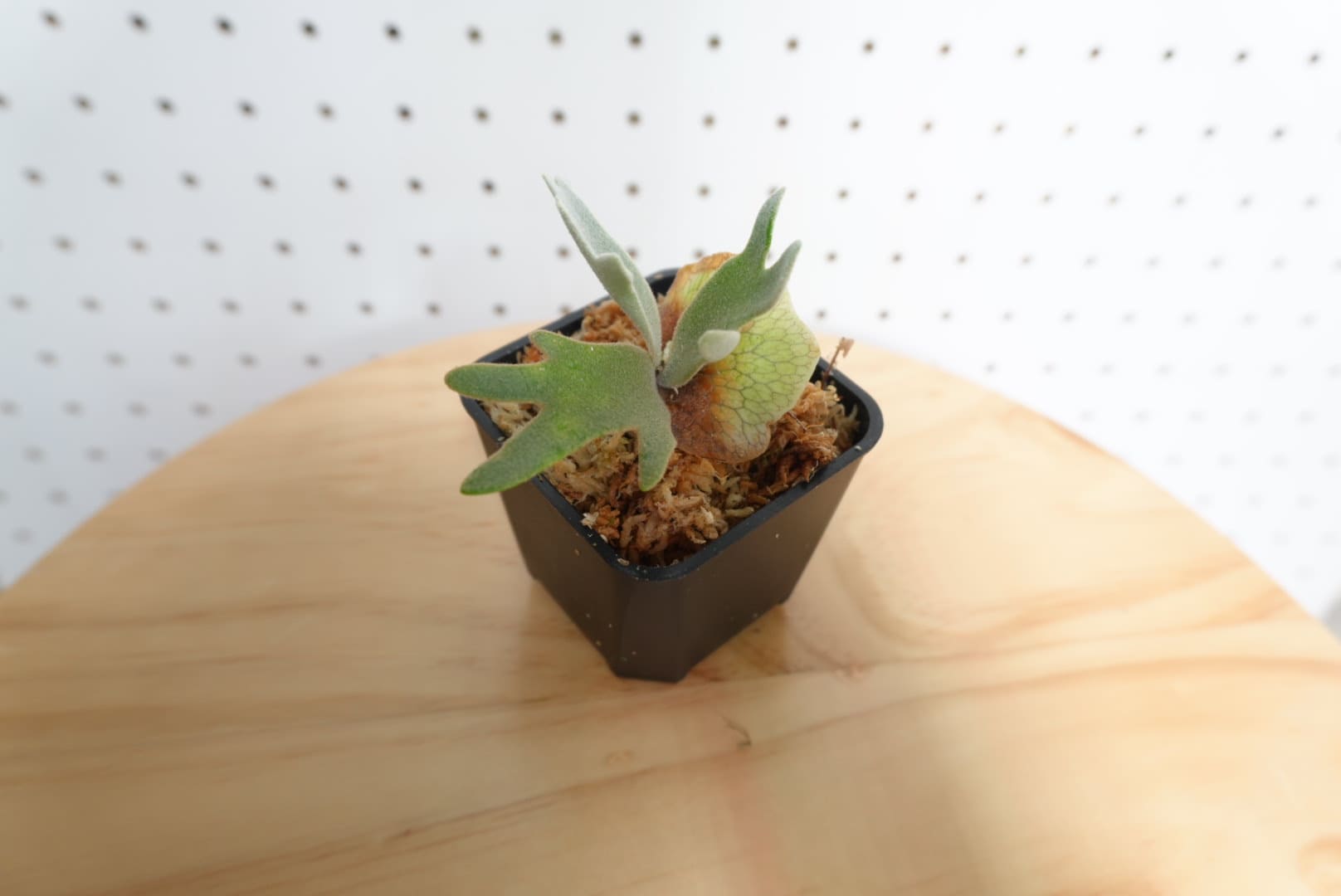 ビカクシダ OMG ウィリンキー系 人気種 板付 HO-2 - 画像 (2)