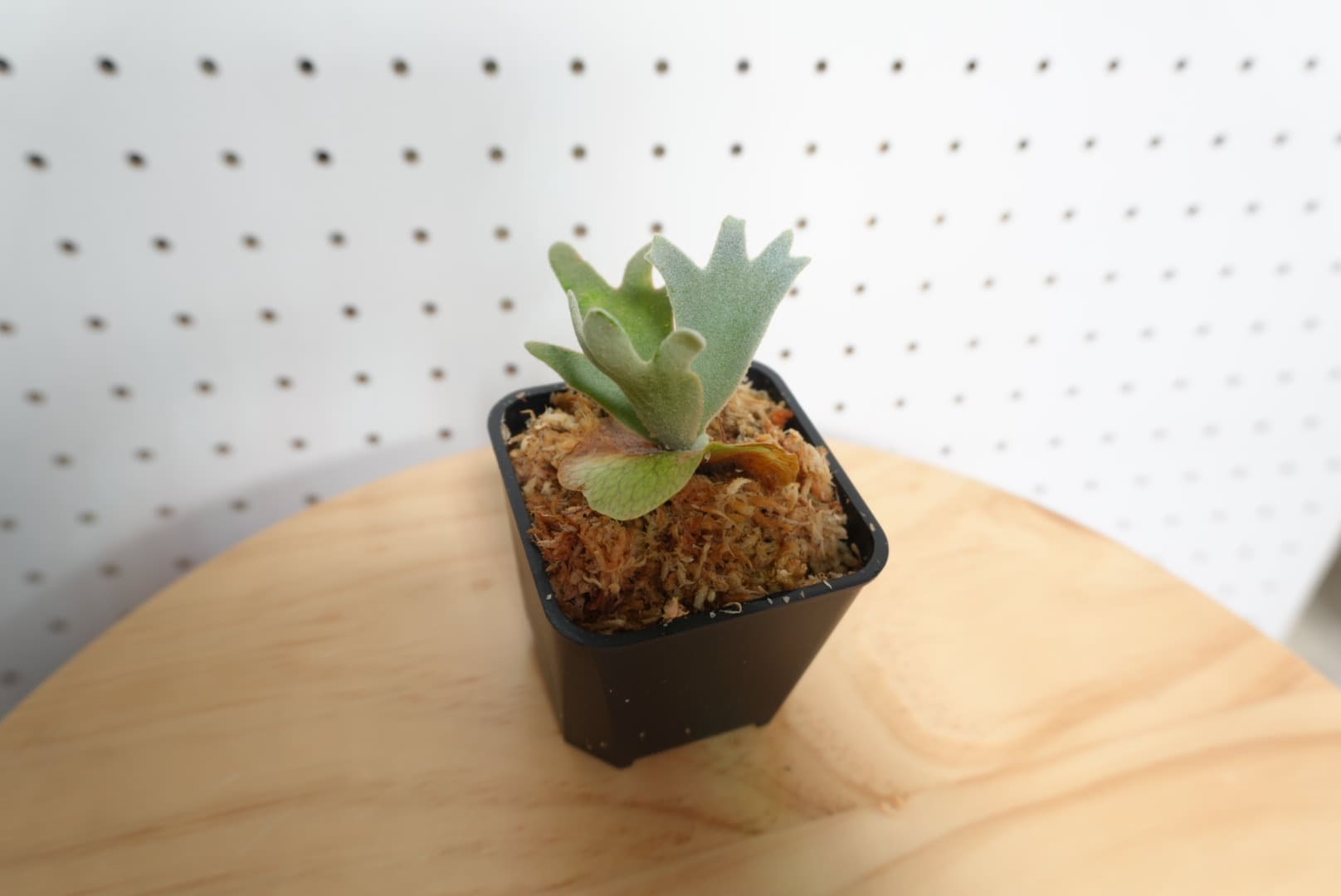 ビカクシダ OMG ウィリンキー系 人気種 板付 HO-2 - 画像 (5)