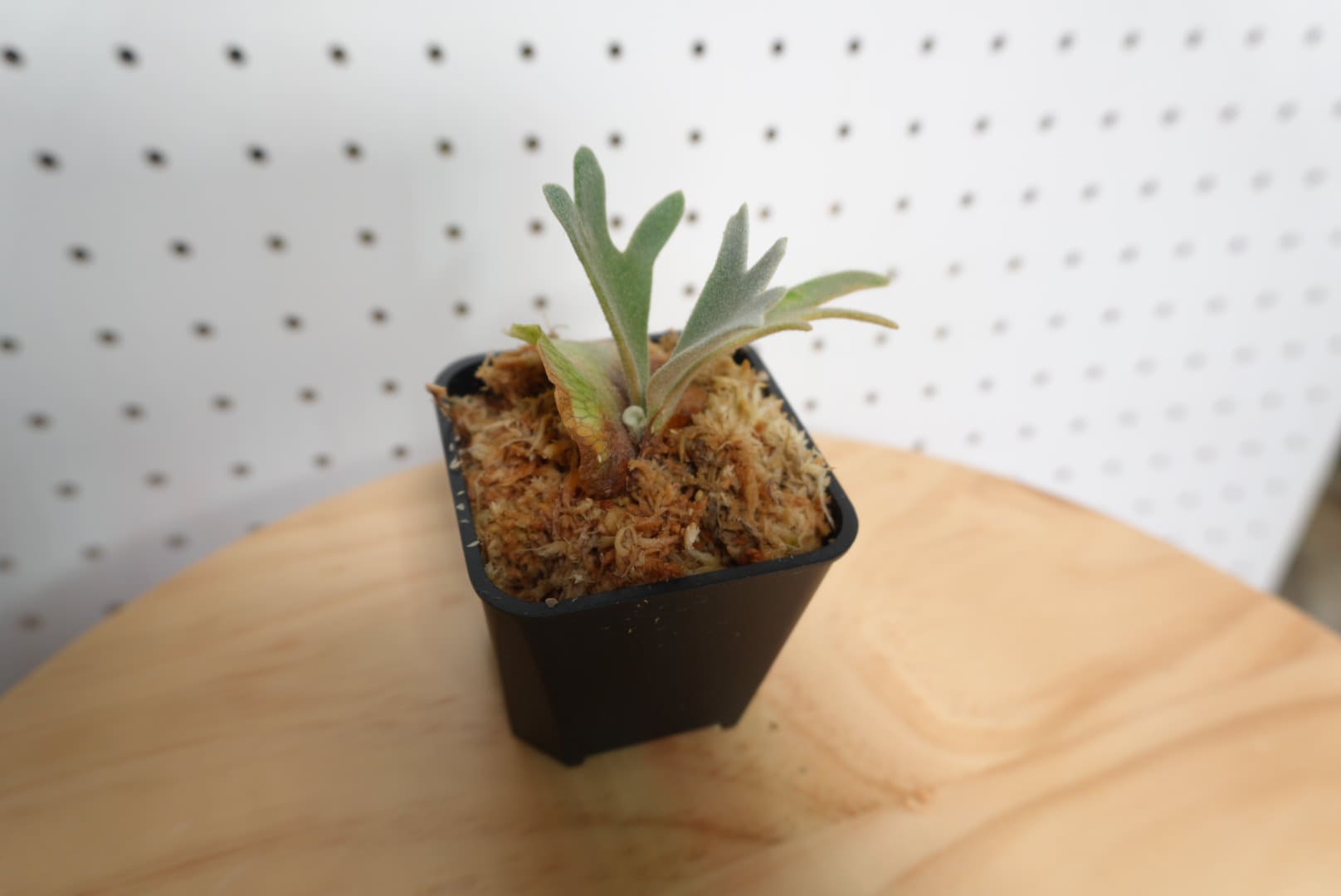 ビカクシダ OMG ウィリンキー系 人気種 板付 HO-2 - 画像 (4)