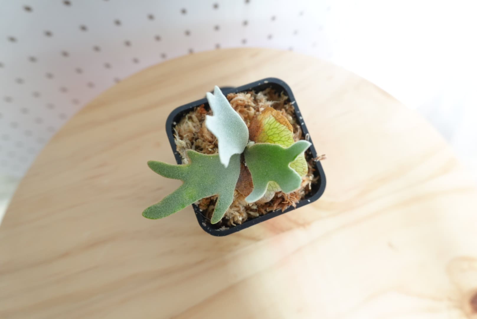 ビカクシダ OMG ウィリンキー系 人気種 板付 HO-2 - 画像 (3)